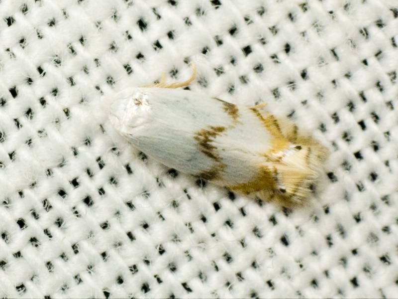 Lepidoptera